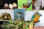 "Зоо-Оазис" питомник экзотических животных и птиц