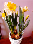 Нарцисс крупноцветковый 10 см в корзине